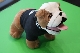    Mini Bulldog Soft Toy MINI